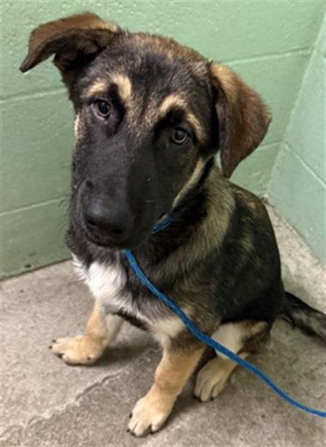 Photo of Gir, adoptable German Shepherd Dog in Sacramento, California