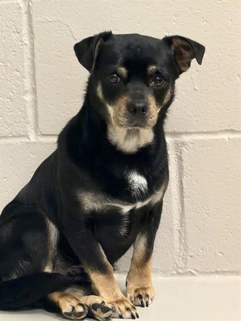 Photo of Roberto, adoptable Chihuahua in San Jose, California