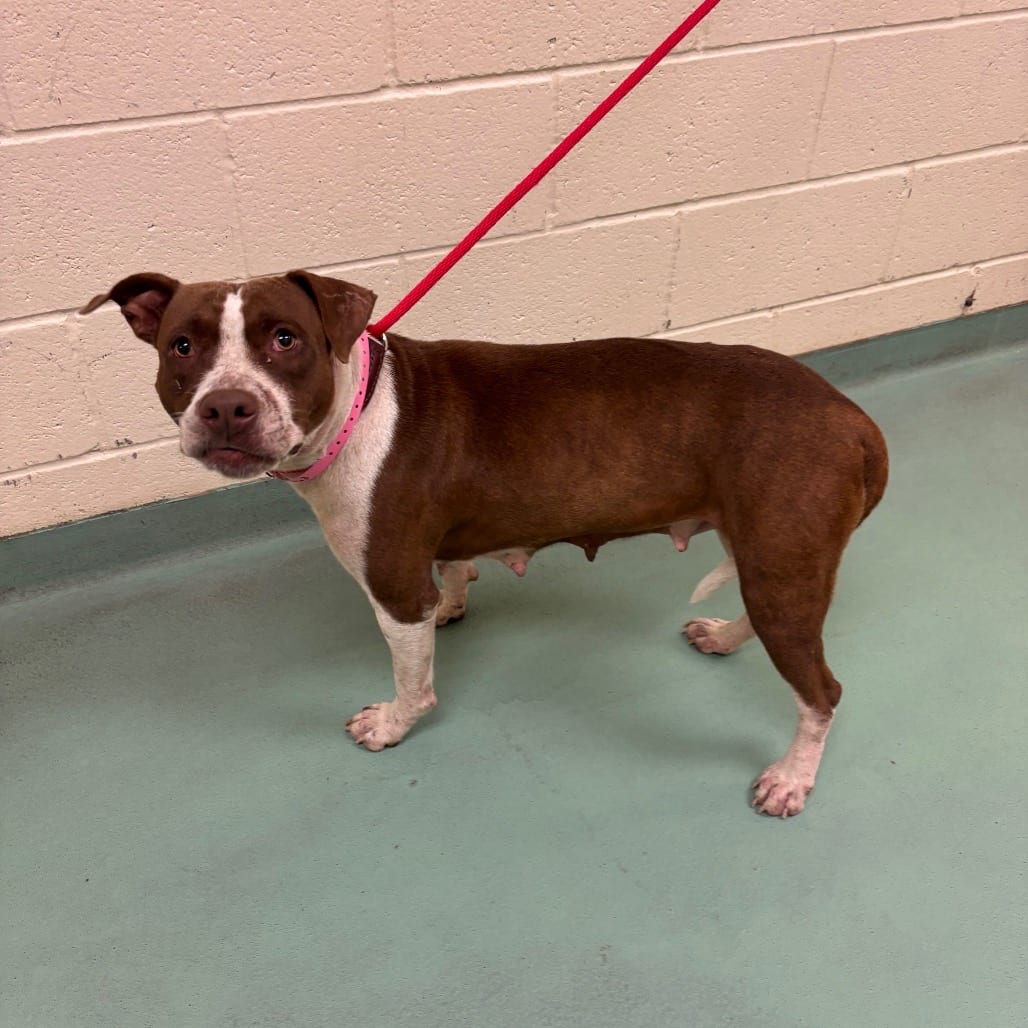 Photo of Nayla, adoptable dog