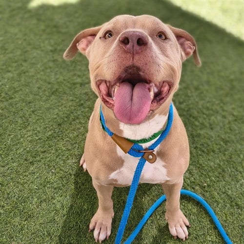 Photo of Baby Dog, adoptable American Pit Bull Terrier in Mesa, Arizona