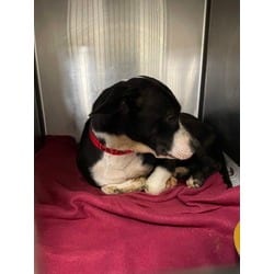 Photo of Cow, adoptable Mixed Breed (Medium) in Baton Rouge, Louisiana