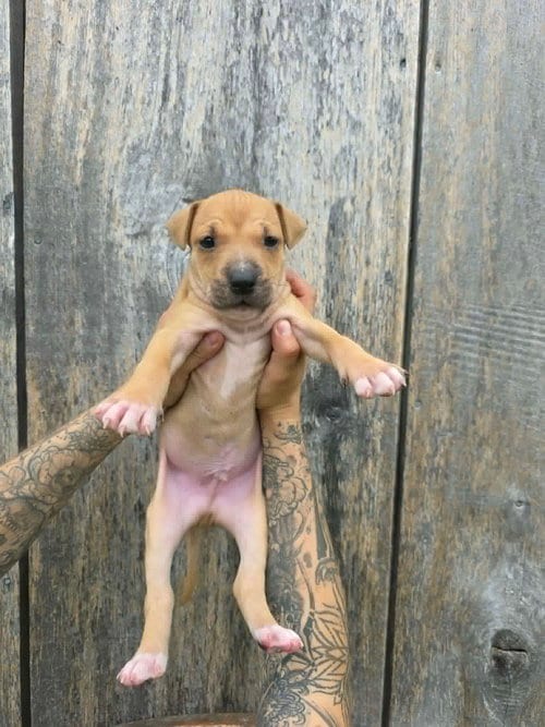 Photo of SR Puppy 20/21, adoptable American Pit Bull Terrier in Frankenmuth, Michigan