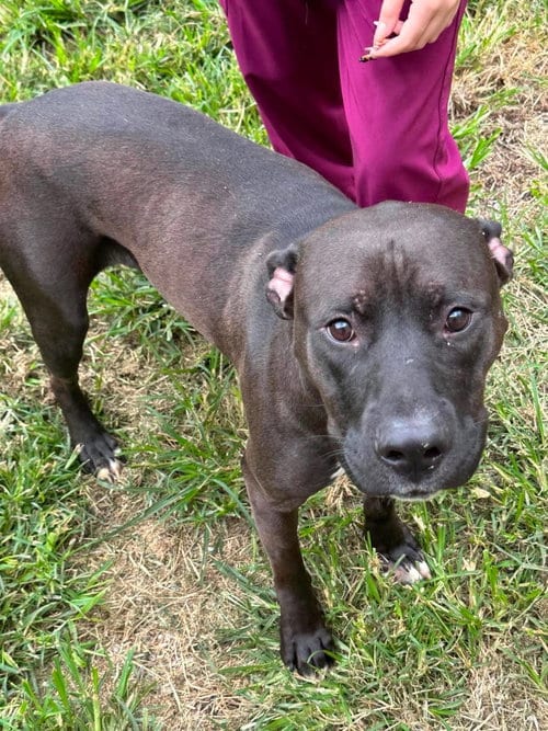 Photo of Robin, adoptable Pit Bull Terrier in Low Moor, Virginia