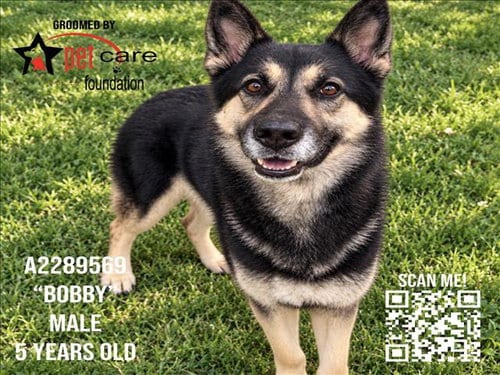 Photo of Bobby, adoptable German Shepherd Dog in Los Angeles, California