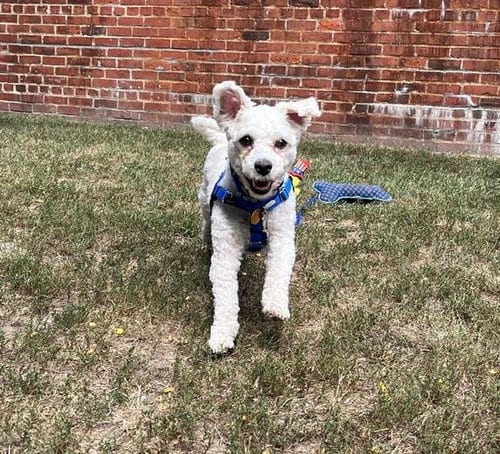 Photo of Hunter, adoptable Maltese in Boston, Massachusetts