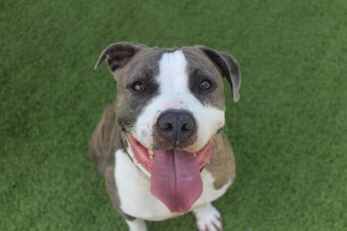 Photo of Chubbs, adoptable Pit Bull Terrier in Chestertown, Maryland