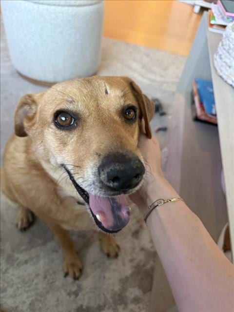 Photo of Dennis, adoptable Beagle in Las Vegas, Nevada