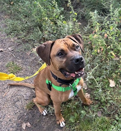 Photo of Applejack, adoptable Boxer in Denver, Colorado