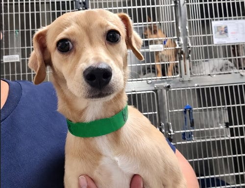 Photo of Saron, adoptable Jack Russell Terrier (Parson Russell Terrier) in San Pedro, California