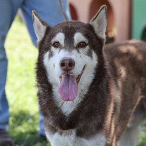 Photo of Orion, adoptable Siberian Husky in Modesto, California