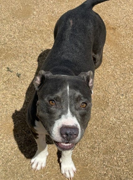 Photo of Ladybug, adoptable Pit Bull Terrier in Killeen, Texas