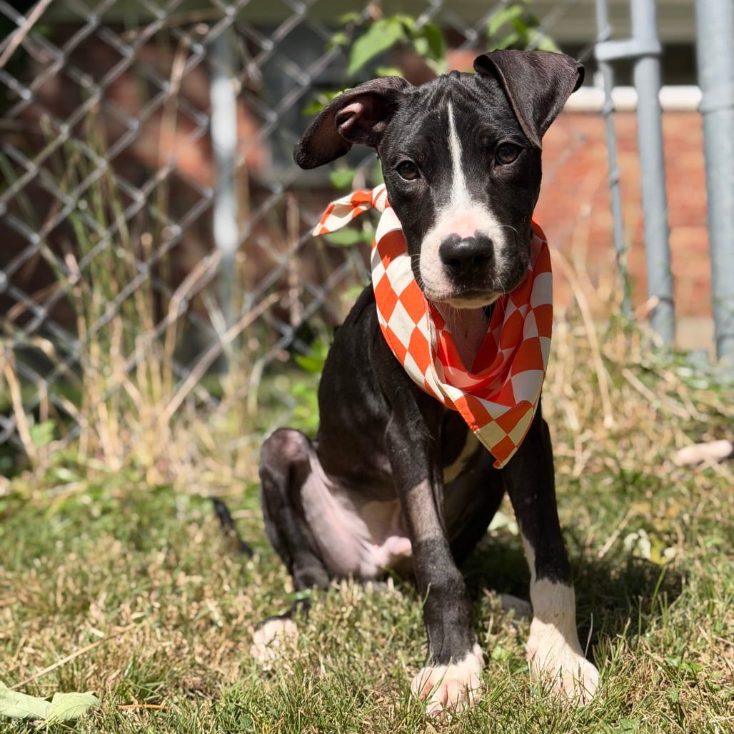 Photo of Osric (WoW Pup), adoptable Mixed Breed (Medium) in St. Louis, Missouri