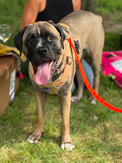 Photo of Enzo, adoptable Mastiff in Wenonah, New Jersey