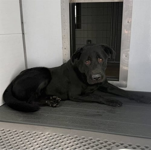 Photo of Budie, adoptable Labrador Retriever in San Bernardino, California