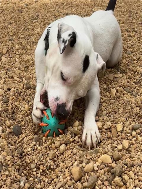 Photo of Spooky, adoptable Pit Bull Terrier in Forestville, Maryland
