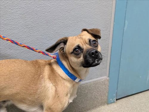 Photo of Charlie, adoptable Chihuahua in Las Vegas, Nevada