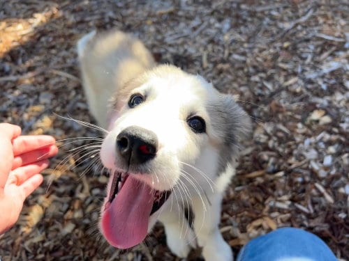 Photo of Sir Kettle Corn Crunchington, adoptable Great Pyrenees in Pacifica, California
