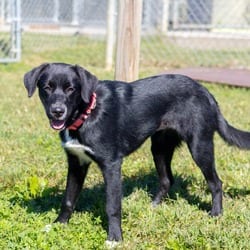 Photo of Abby Cadaby, adoptable Labrador Retriever Australian Shepherd in Wilmington, Delaware