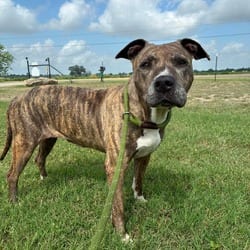 Photo of Maisy JuM, adoptable American Pit Bull Terrier in Hartford, Connecticut