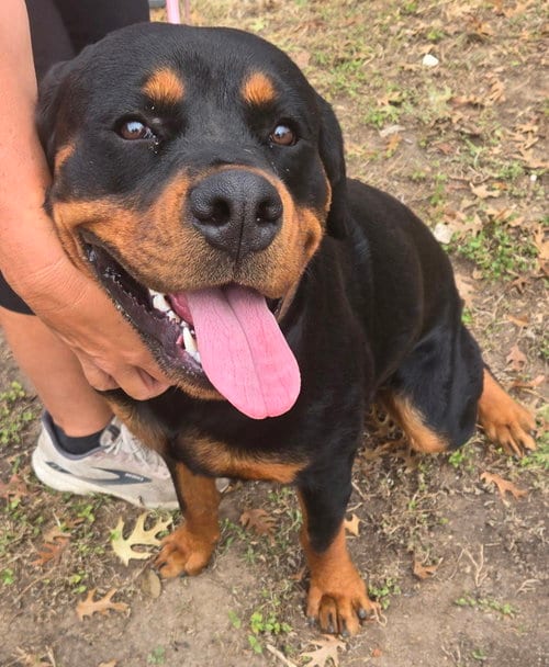 Photo of Ray, adoptable Rottweiler in San Antonio, Texas