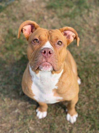 Photo of Chalice, adoptable dog in Atlanta, Georgia