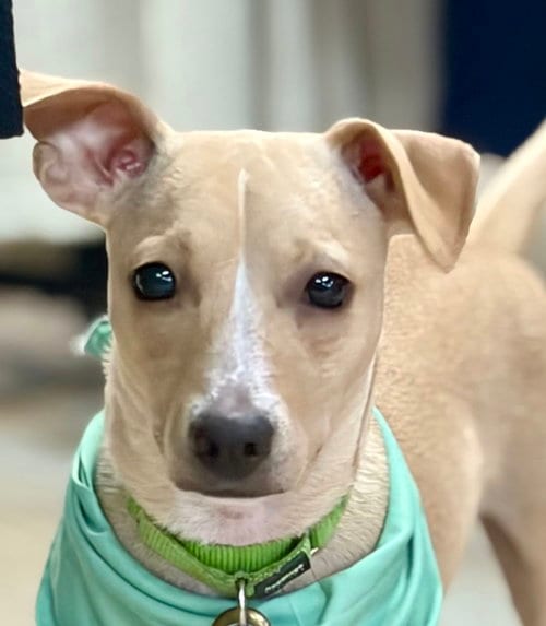 Photo of Pistachio, adoptable Chihuahua in Oak Bluffs, Massachusetts