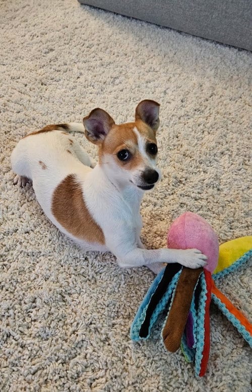 Photo of Sunny, adoptable Chihuahua in San Francisco, California
