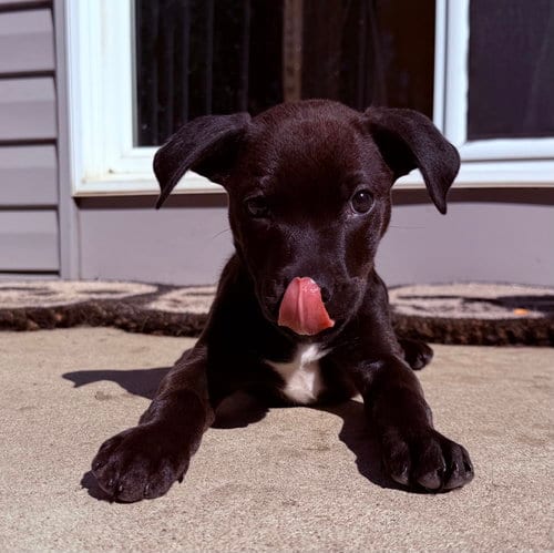 Photo of Zuzu, adoptable Pit Bull Terrier in Clarkston, Michigan