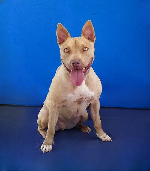 Photo of Armadillo, adoptable Pit Bull Terrier in Baldwin Park, California