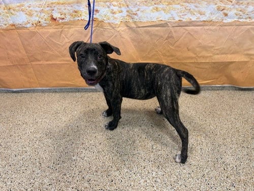 Photo of Chulita, adoptable Mastiff in Miami, Florida