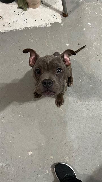 Photo of Guppy, adoptable Staffordshire Bull Terrier in Houston, Texas