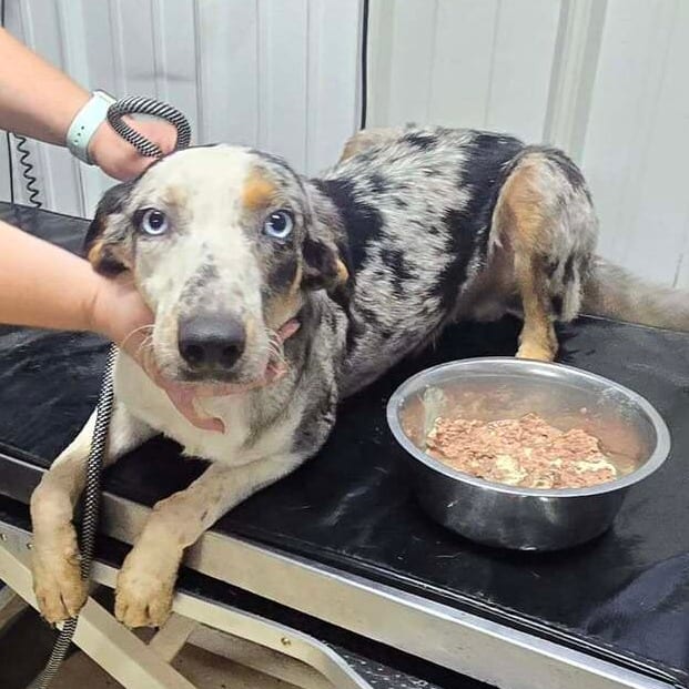 Photo of Gamma, adoptable Mixed Breed (Medium) in Ohio, Ohio