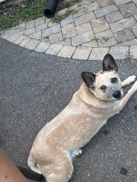 Photo of Chili, adoptable Australian Cattle Dog/Blue Heeler in Garden City, New York