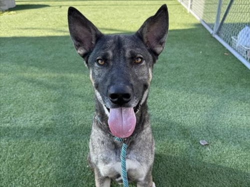 Photo of Fox, adoptable German Shepherd Dog in Los Angeles, California