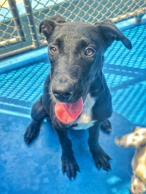 Photo of Jett, adoptable Labrador Retriever in Bakersfield, California