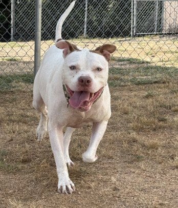 Photo of Bob, adoptable Pit Bull Terrier in Killeen, Texas