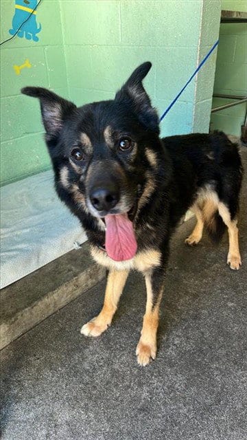 Photo of Buddy, adoptable German Shepherd Dog in Sacramento, California