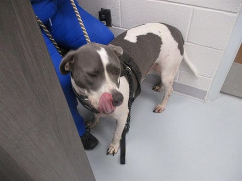 Photo of Shadow, adoptable English Bulldog in Ocala, Florida