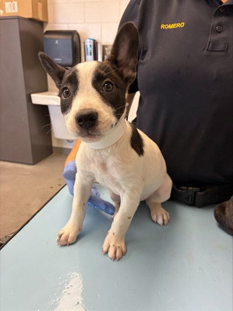 Photo of Don, adoptable Bull Terrier in Mesa, Arizona