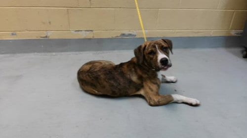 Photo of Rev. Whitman, adoptable Pit Bull Terrier in Tulsa, Oklahoma