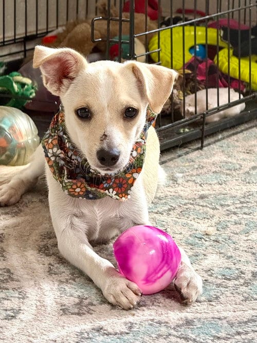 Photo of Wilbur, adoptable Chihuahua in San Leon, Texas