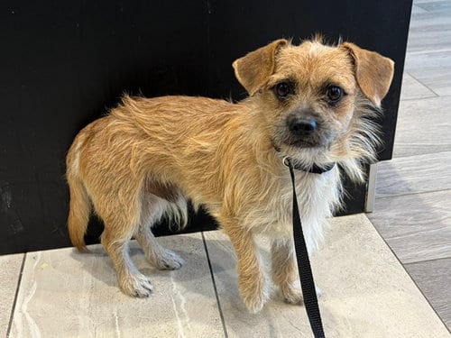 Photo of Chico, adoptable Border Terrier in Garland, Texas