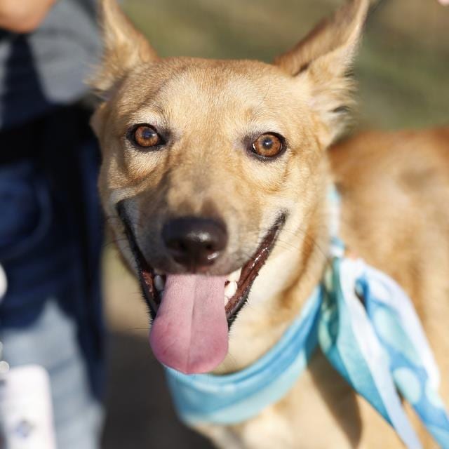 Photo of Tiny, adoptable dog in San Antonio, Texas