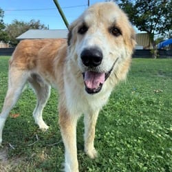 Photo of Kovu KC, adoptable Great Pyrenees Mixed Breed (Large) in Hartford, Connecticut