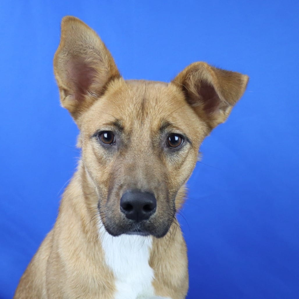 Photo of Naomi - 072309U, adoptable Bloodhound / Mix in Tupelo, Mississippi