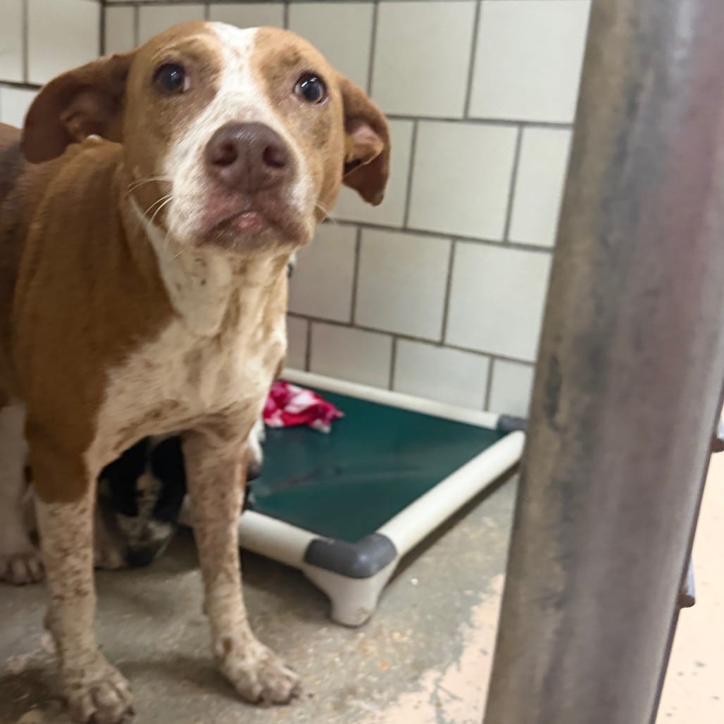 Photo of Thelma, adoptable Cattle Dog, Australian (Red Heeler) / Catahoula Leopard Dog in Starkville, Mississippi