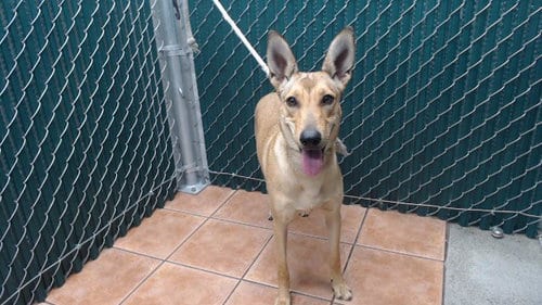 Photo of Faline, adoptable German Shepherd Dog in Baldwin Park, California
