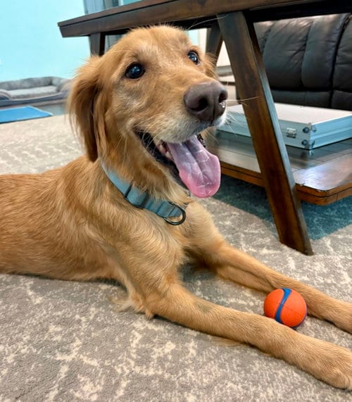Photo of Camila 1530, adoptable Golden Retriever in Bonita Springs, Florida