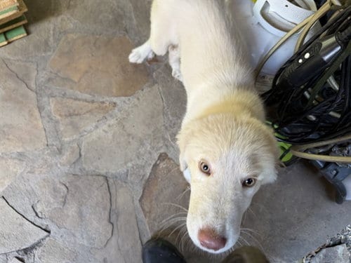 Photo of Pyra, adoptable Great Pyrenees in Garland, Texas
