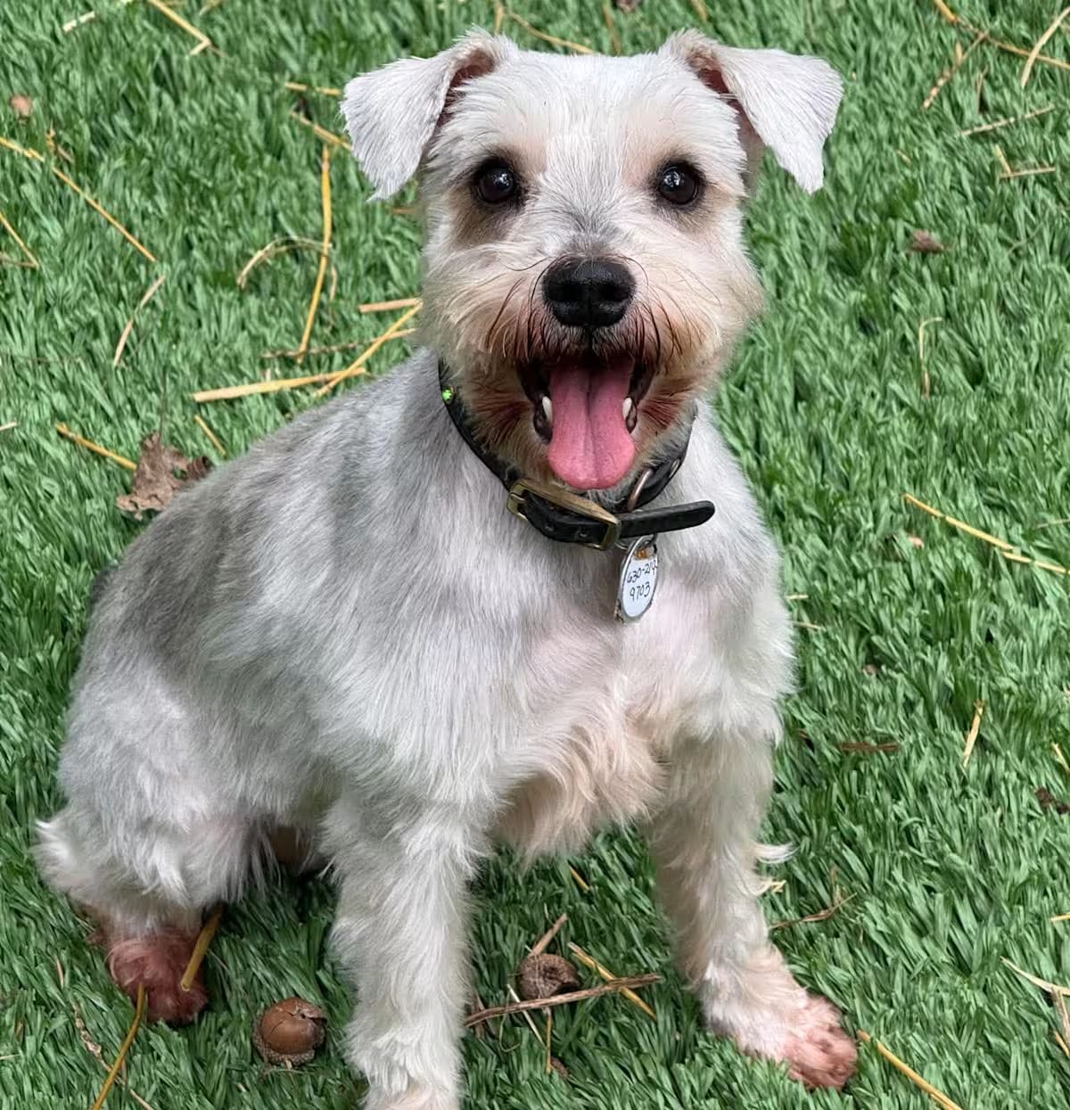 Photo of Willa, adoptable Schnauzer (Miniature) in Homer Glen, Illinois